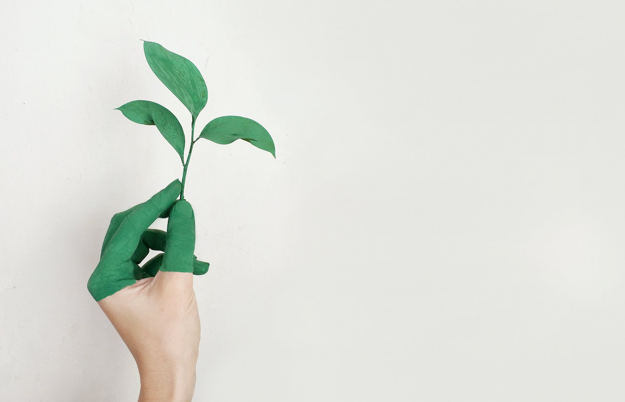 écologie : plante verte dans une main