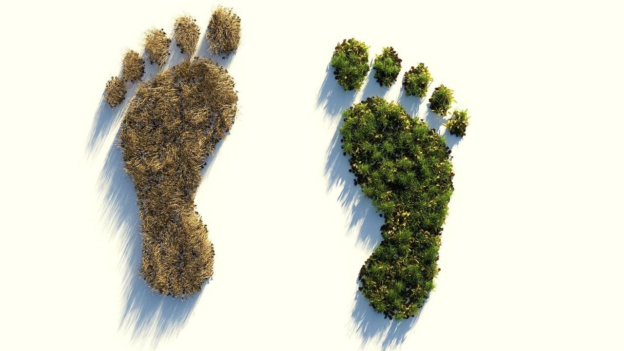 traces de pieds forêt écologie